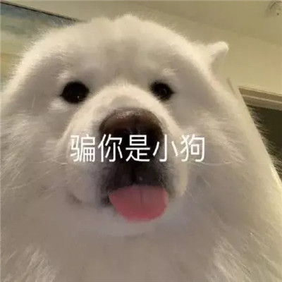 whatsapp官方最新版下载_whatsapp官方最新版下载_whatsapp官方最新版下载