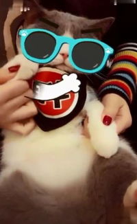猫脸APP软件安全吗